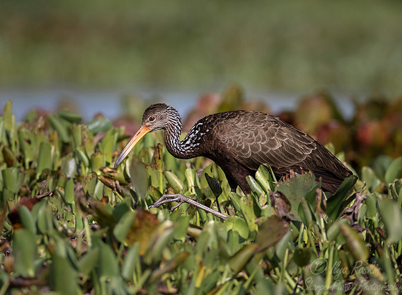 088 Limpkin (Aramus guarauna) - Pantanal Brazil
