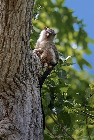 118 Black-Tailed Marmoset (Mico melanurus) - Pantanal Brazil
