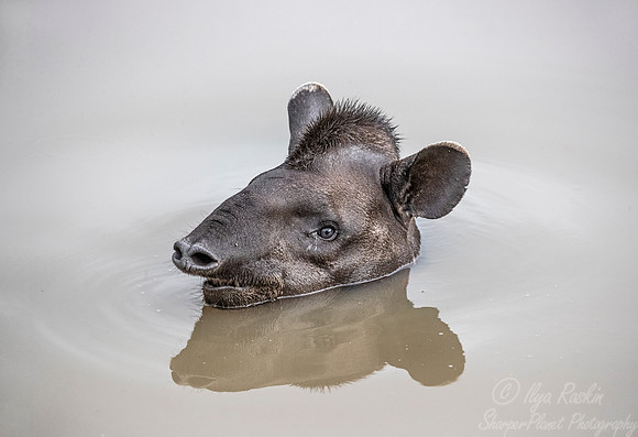 131 South American Tapir (Tapirus terrestris) - Pantanal Brazil