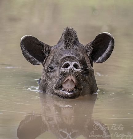132 South American Tapir (Tapirus terrestris) - Pantanal Brazil