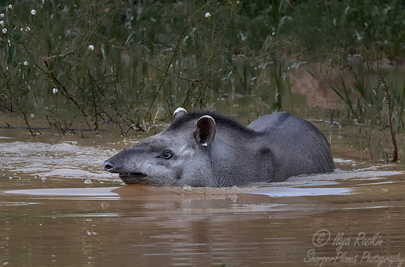 133 South American Tapir (Tapirus terrestris) - Pantanal Brazil