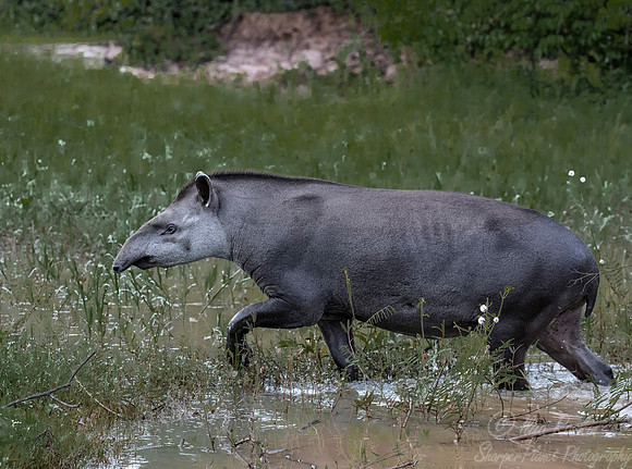 135 South American Tapir (Tapirus terrestris) - Pantanal Brazil