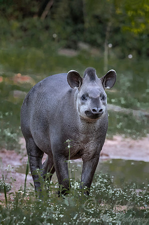 136 South American Tapir (Tapirus terrestris) - Pantanal Brazil