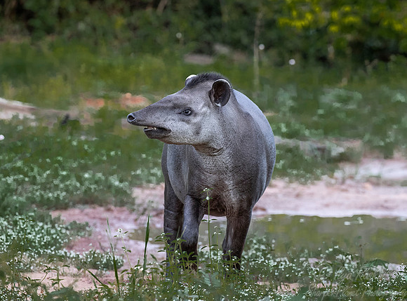 137 South American Tapir (Tapirus terrestris) - Pantanal Brazil