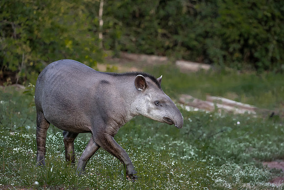 138 South American Tapir (Tapirus terrestris) - Pantanal Brazil