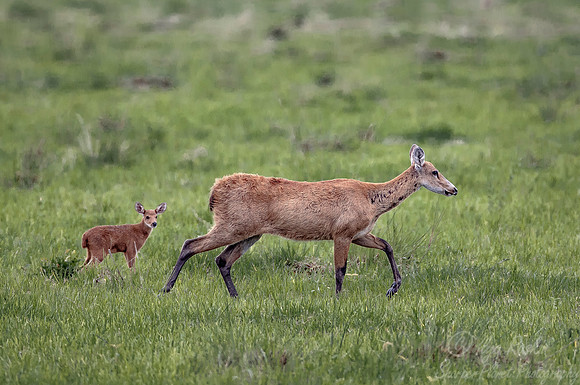 216 Marsh Deer (Blastocerus dichotomus) - Pantanal Brazil