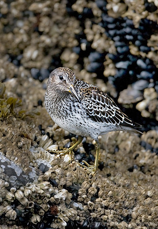 065 Pectoral Sandpiper (Calidris melanotos) - Katmai AK