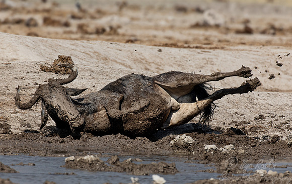 399 Blue wildebeests (Connochaetes taurinus) - Botswana