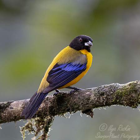 682 Black-chinned mountain tanager (Anisognathus notabilis) - Ecuador