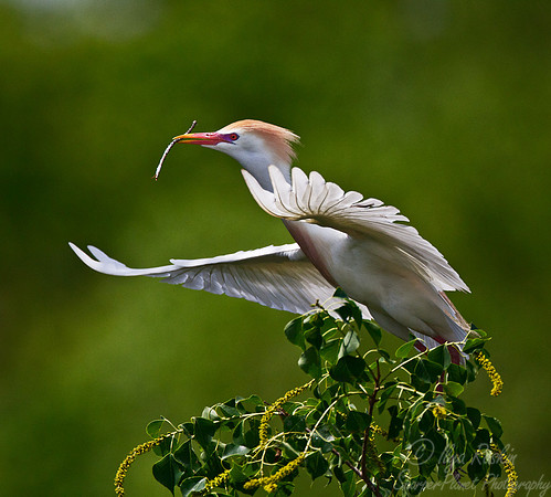 123 Cattle Egret (Bubulcus ibis) - LA