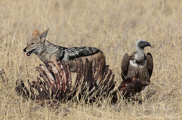 400 Black-backed jackal (Lupulella mesomelas) and Hooded vulture (Necrosyrtes monachus) - Botswana