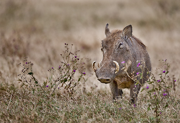 090_Warthogs_South Africa