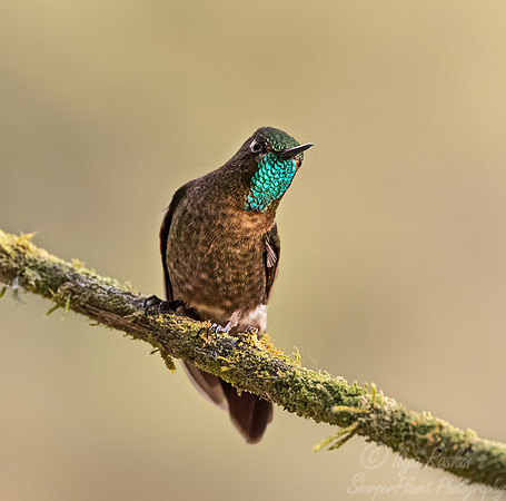 504 Tyrian metaltail (Metallura tyrianthina) - Colombia cloud forest