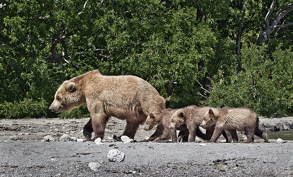 057 Brown Bear (Ursus arctos) - Kamchatka Russia