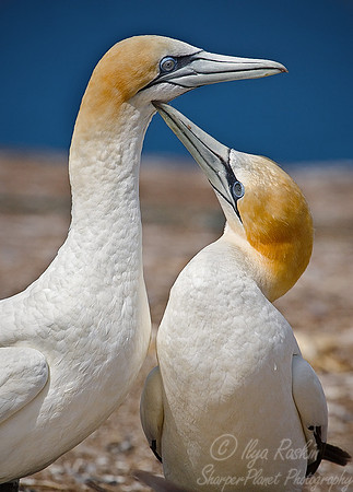 027 Gannets - New Zealand