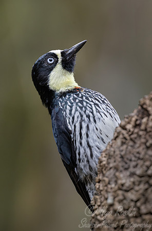 624 Acorn woodpecker female (Melanerpes formicivorus) - Colombia cloud forest