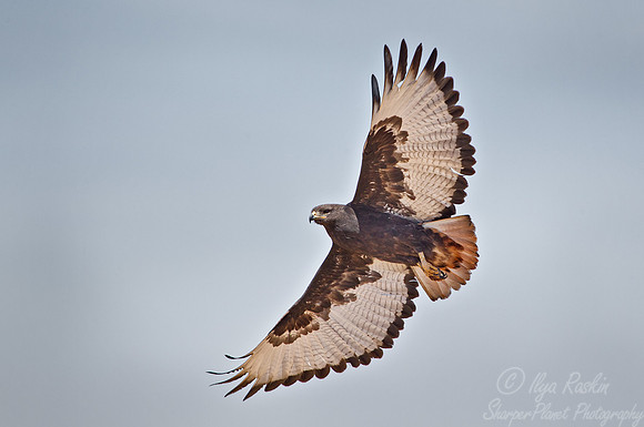 084 Common Buzzard (Buteo buteo) - Masai Mara Kenya