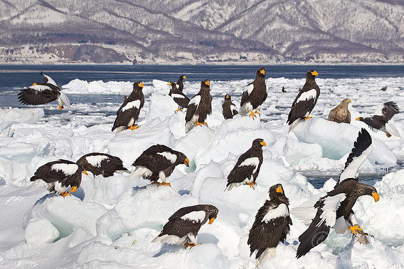 133 Steller's Sea Eagles (Haliaeetus pelagicus)