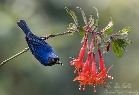 700 Masked flowerpiercer (Diglossa cyanea) - Ecuador