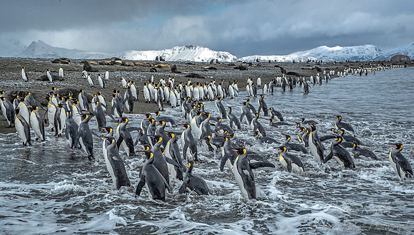 146 King Penguins (Aptenodytes patagonicus) - South Georgia Island