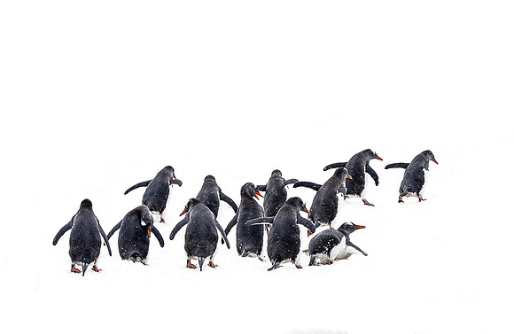 149 Gentoo Penguins (Pygoscelis papua) - South Georgia Island