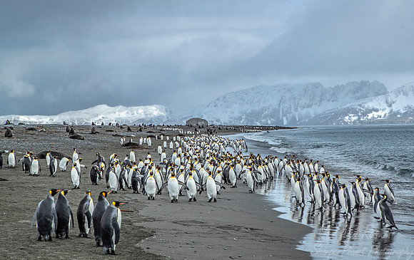 145 King Penguins (Aptenodytes patagonicus) - South Georgia Island