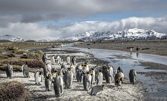 147 King Penguins (Aptenodytes patagonicus) - South Georgia Island