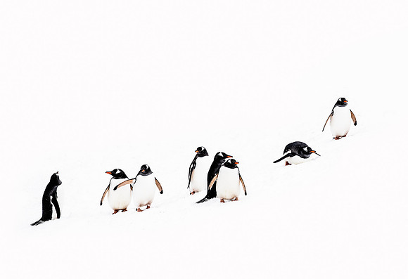 148 Gentoo Penguins (Pygoscelis papua) - South Georgia Island