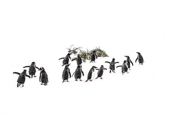 150 Gentoo Penguins (Pygoscelis papua) - South Georgia Island