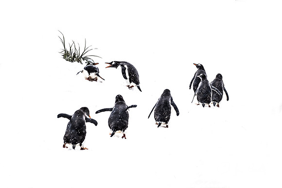 151 Gentoo Penguins (Pygoscelis papua) - South Georgia Island