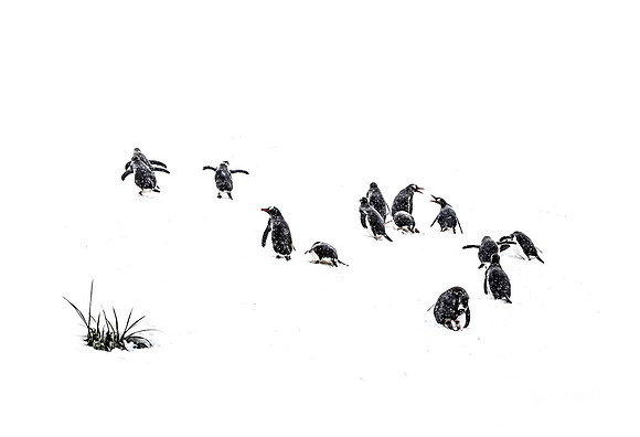 152 Gentoo Penguins (Pygoscelis papua) - South Georgia Island