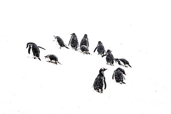 153 Gentoo Penguins (Pygoscelis papua) - South Georgia Island