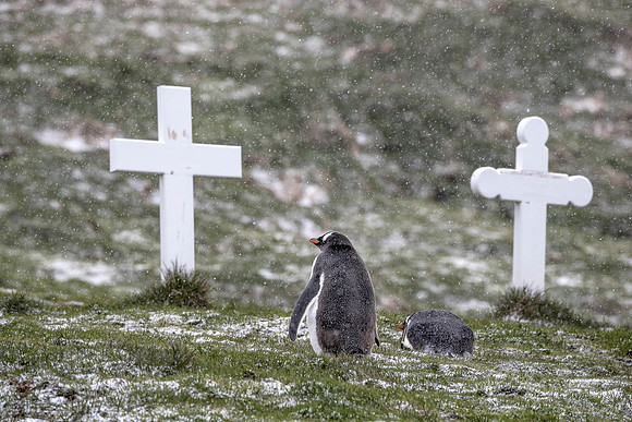 154 Gentoo Penguins (Pygoscelis papua) - South Georgia Island