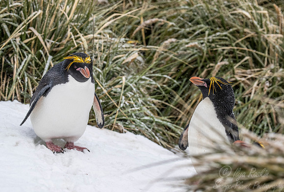 155 Macaroni Penguin (Eudyptes chrysolophus) - South Georgia Island