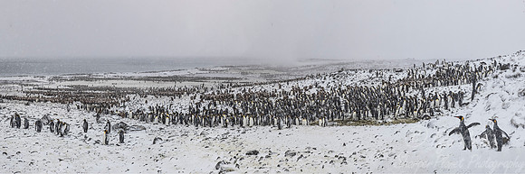 156 King Penguins (Aptenodytes patagonicus) - South Georgia Island