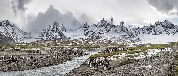 157 King Penguins (Aptenodytes patagonicus) - South Georgia Island
