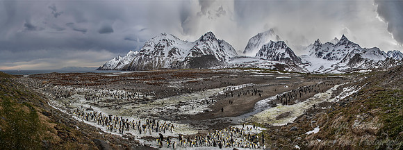 158 King Penguins (Aptenodytes patagonicus) - South Georgia Island