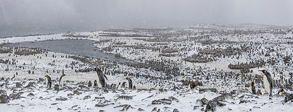 160 King Penguins (Aptenodytes patagonicus) - South Georgia Island