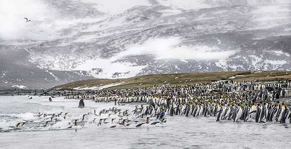 161 King Penguins (Aptenodytes patagonicus) - South Georgia Island
