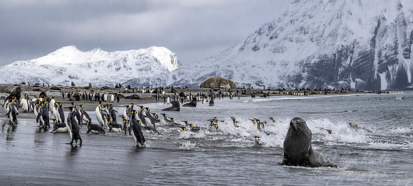 162 King Penguins (Aptenodytes patagonicus) - South Georgia Island