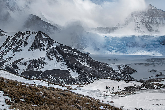 163 King Penguins (Aptenodytes patagonicus) - South Georgia Island