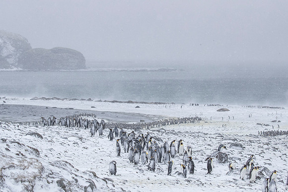 164 King Penguins (Aptenodytes patagonicus) - South Georgia Island