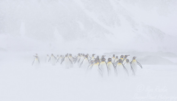 165 King Penguins (Aptenodytes patagonicus) - South Georgia Island