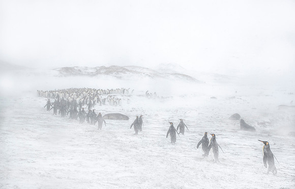 166 King Penguins (Aptenodytes patagonicus) - South Georgia Island