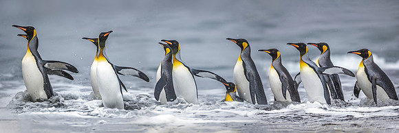 096 King Penguins (Aptenodytes patagonicus) - South Georgia Island