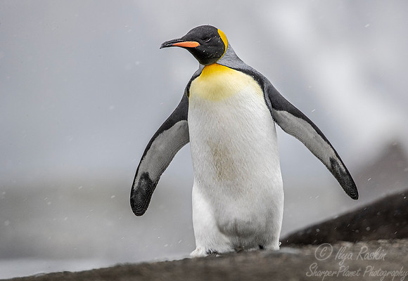 097 King Penguin (Aptenodytes patagonicus) - South Georgia Island