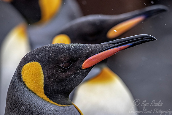 098 King Penguins (Aptenodytes patagonicus) - South Georgia Island