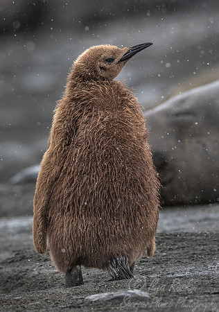 099 King Penguin young (Aptenodytes patagonicus) - South Georgia Island