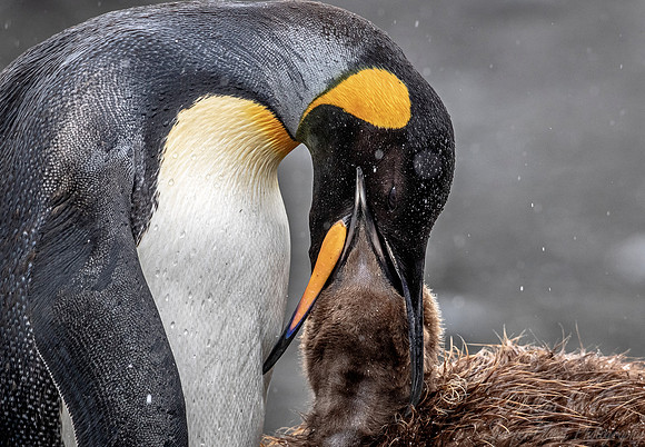 100 King Penguin with chick (Aptenodytes patagonicus) - South Georgia Island