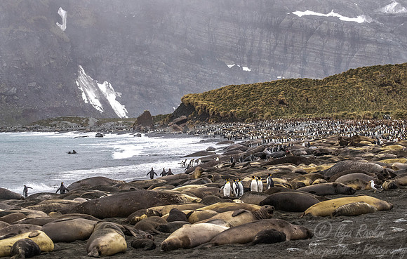 103 King Penguins (Aptenodytes patagonicus) and Southern Elephan Seals (Mirounga leonina)- South Georgia Island